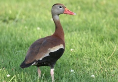 Dendrocygna autumnalis
