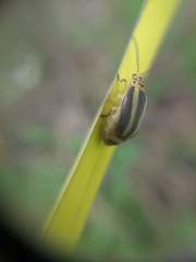 Trirhabda bacharidis