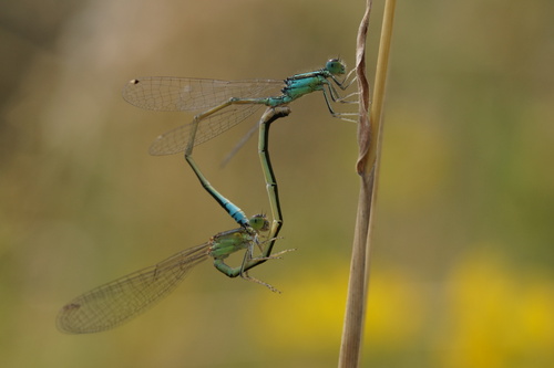 Scarce Blue-tailed Damselfly, photo 3 of 10