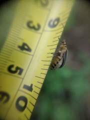 Trirhabda bacharidis