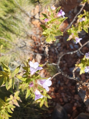 Eremophila willsii, photograph 3