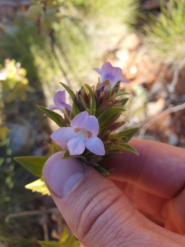 Eremophila willsii, photograph 4