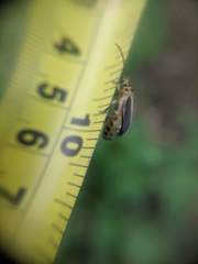 Trirhabda bacharidis