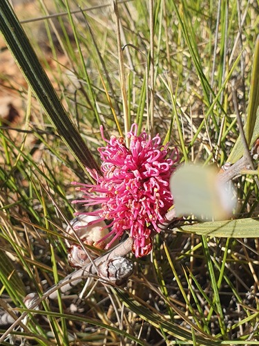 Hakea grammatophylla, photograph 3