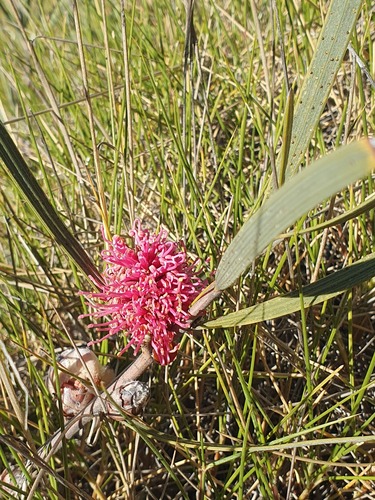 Hakea grammatophylla, photograph 4