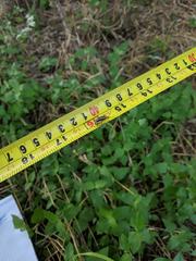 Trirhabda bacharidis