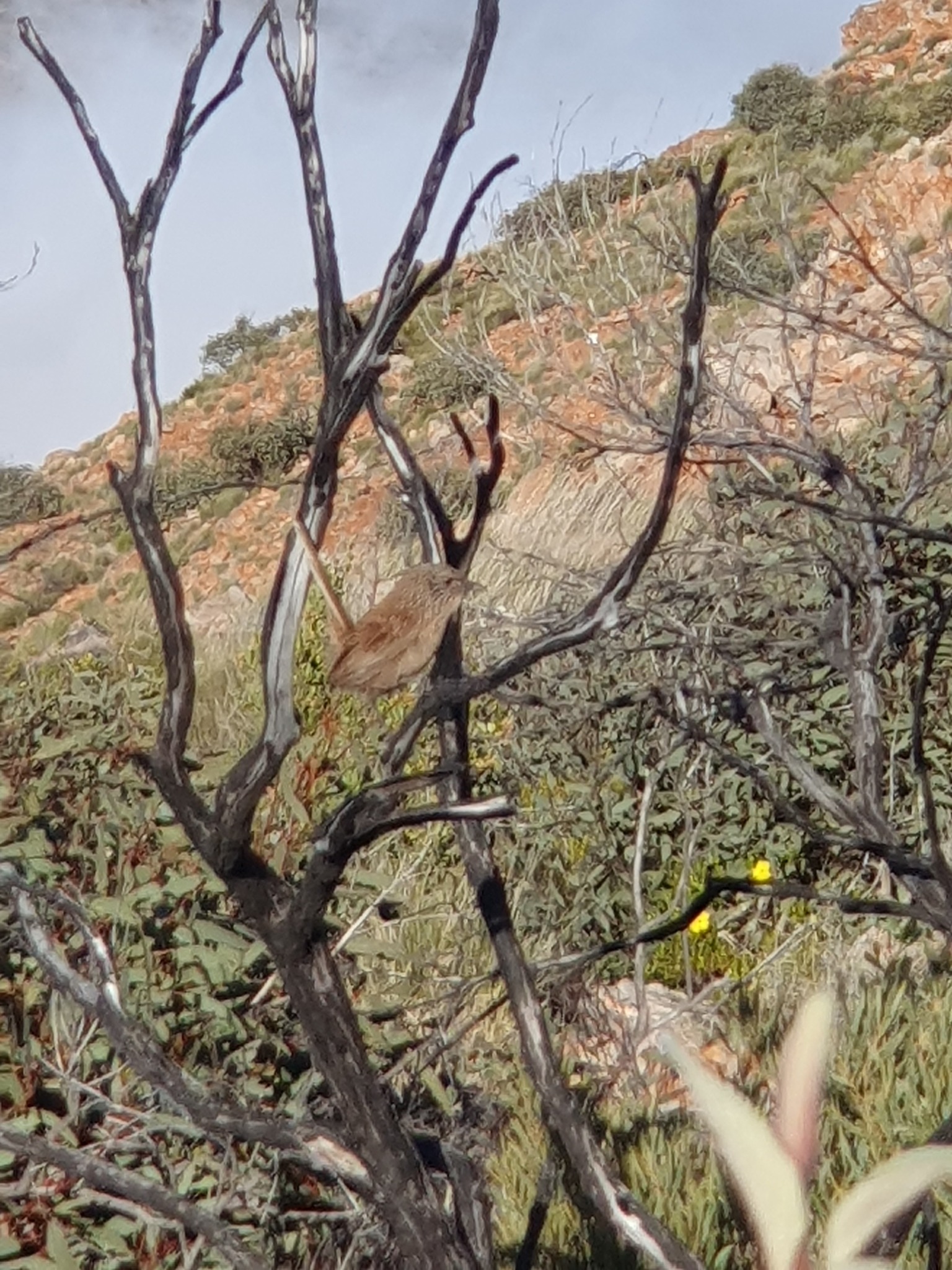 Dusky Grasswren (Amytornis purnelli), photo 1