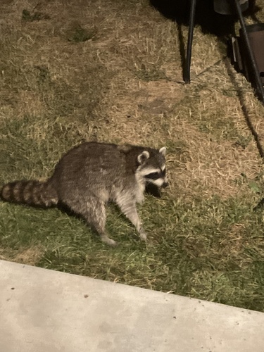 Common Raccoon photographed in Wyoming