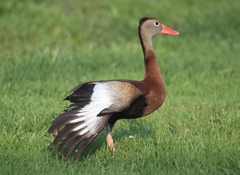 Dendrocygna autumnalis