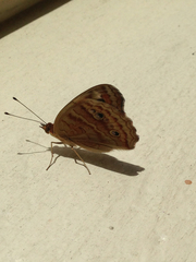 Junonia zonalis
