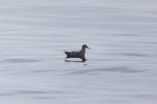 Puffin fuligineux