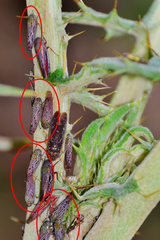 Graphocephala edwardsii