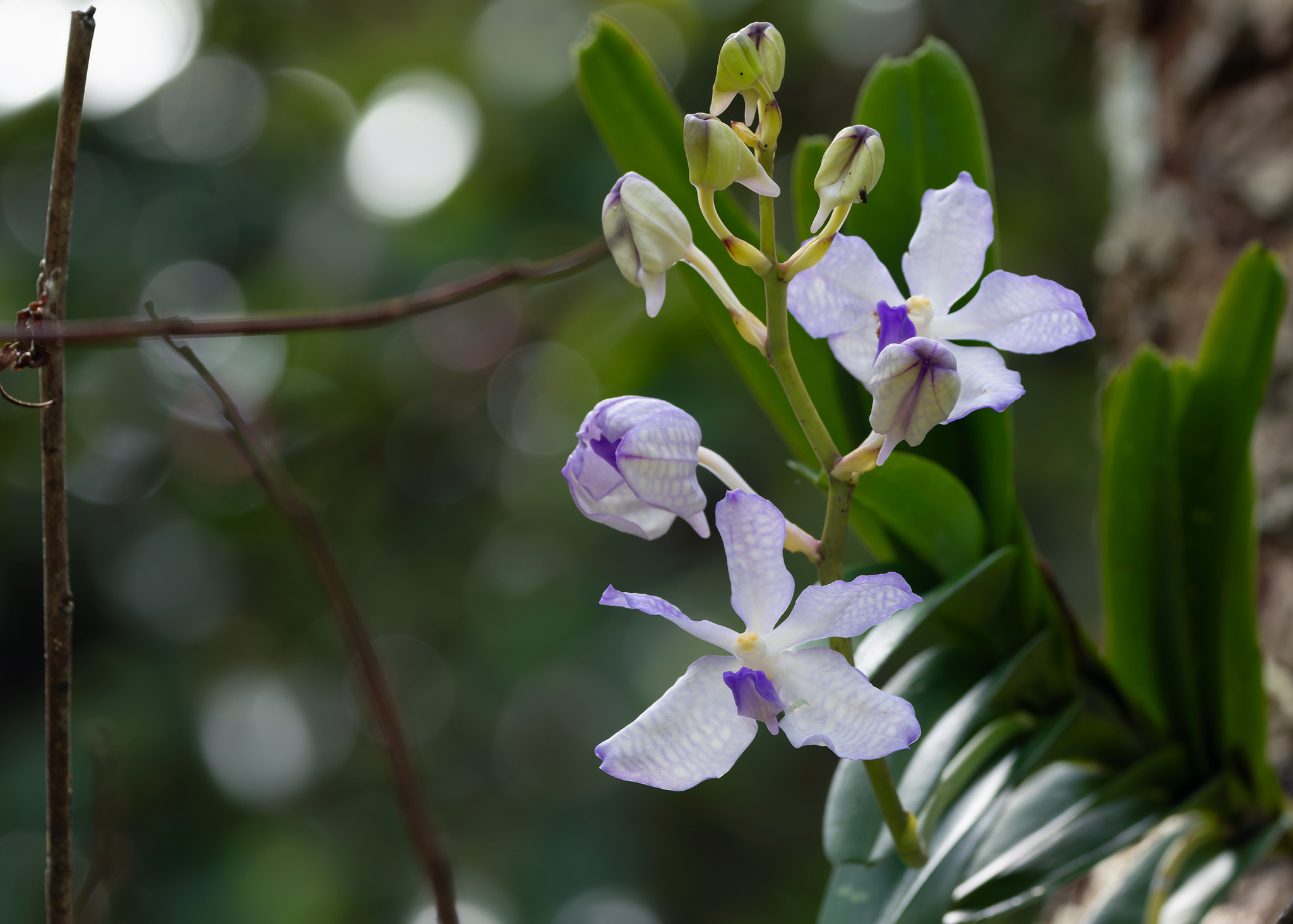 Imagem de Orquídea azul