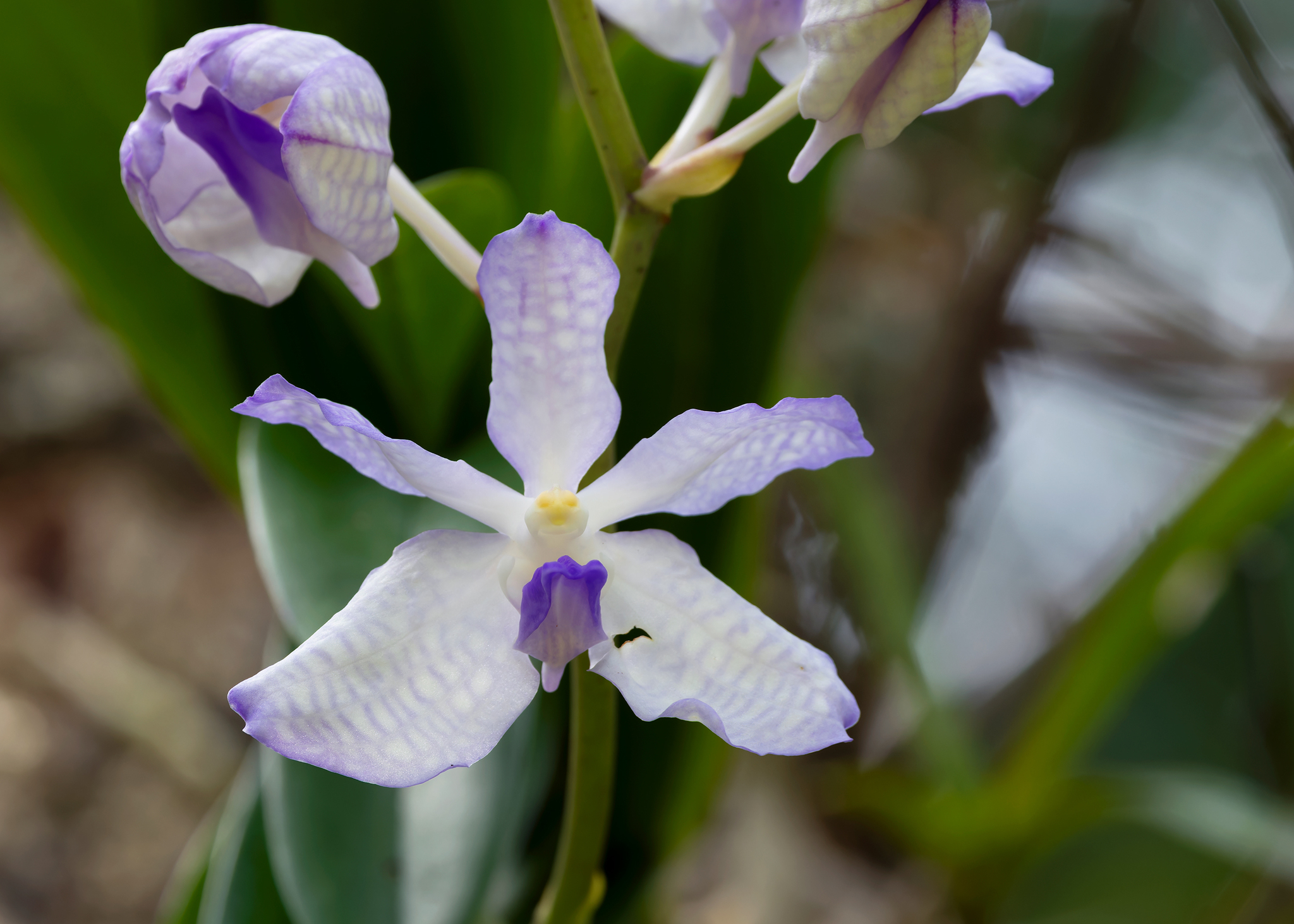 Imagem de Orquídea azul