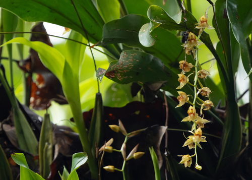 Coelogyne rigida