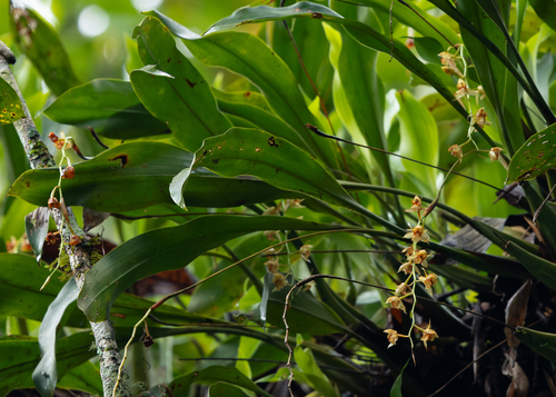 Coelogyne rigida C.S.P.Parish & Rchb.f. 2