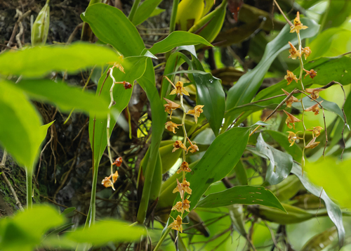 Coelogyne rigida C.S.P.Parish & Rchb.f. 3