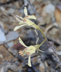 Pelargonium karooicum