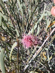 Hakea grammatophylla, photograph (c) maxark, some rights reserved (CC BY)