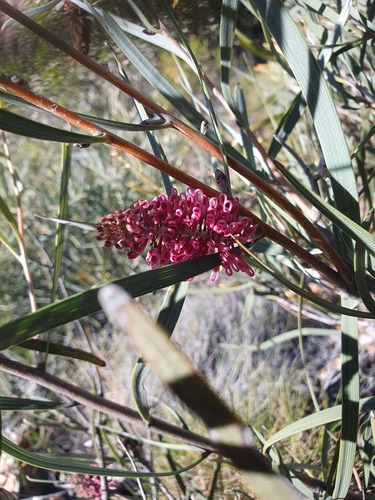MacDonnell Ranges hakea (Hakea grammatophylla)