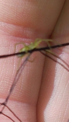 Micrommata