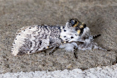 Furcula occidentalis