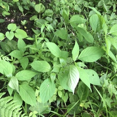 Collinsonia canadensis
