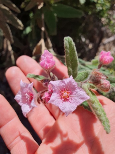 Commersonia magniflora