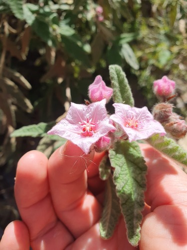 Commersonia magniflora, photograph 1