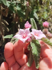 Commersonia magniflora, photograph maxark, CC BY, iNaturalist via GBIF