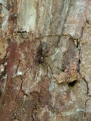 Liocranum rupicola