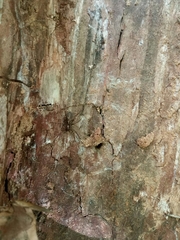 Liocranum rupicola
