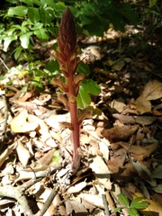 Orobanche hederae