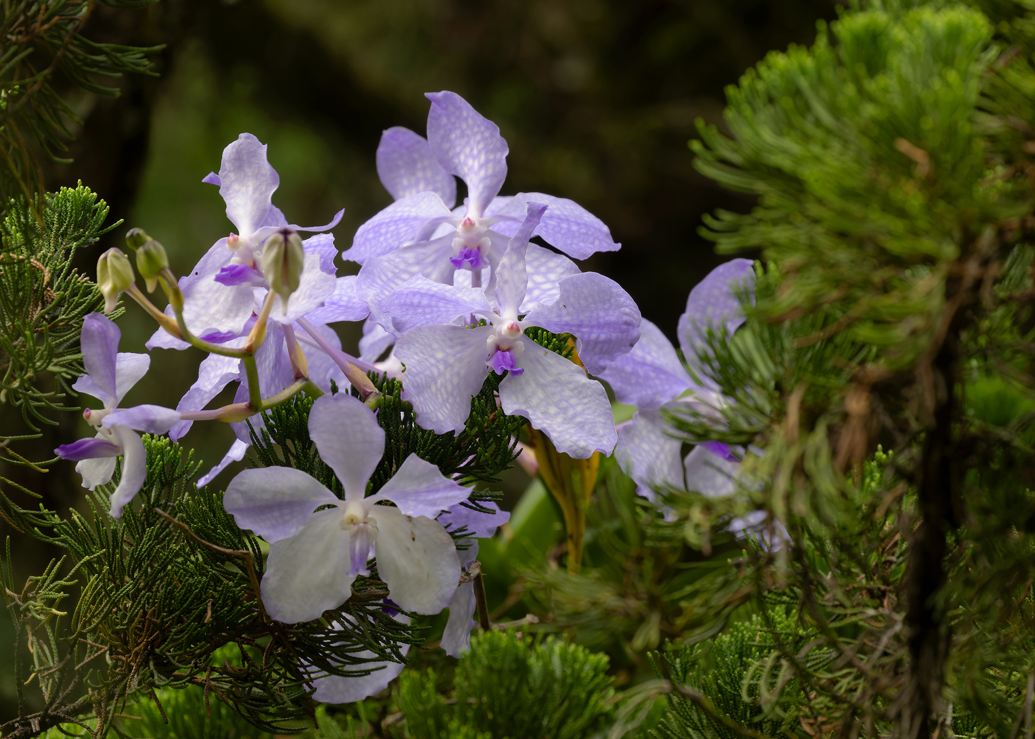 Imagem de Orquídea azul