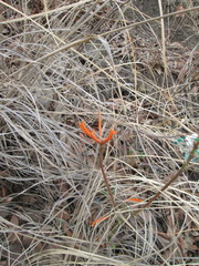 Erythrina leptorhiza