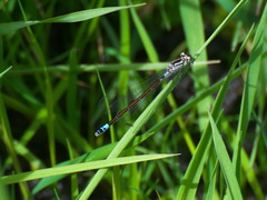 Coenagrion armatum