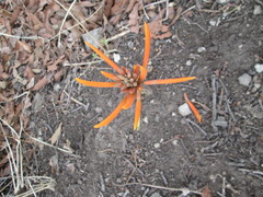 Erythrina leptorhiza