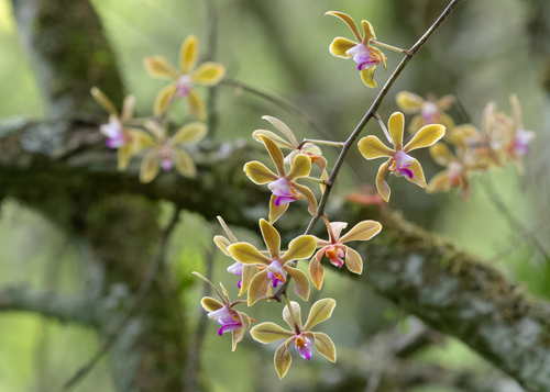 Honghen Phalaenopsis