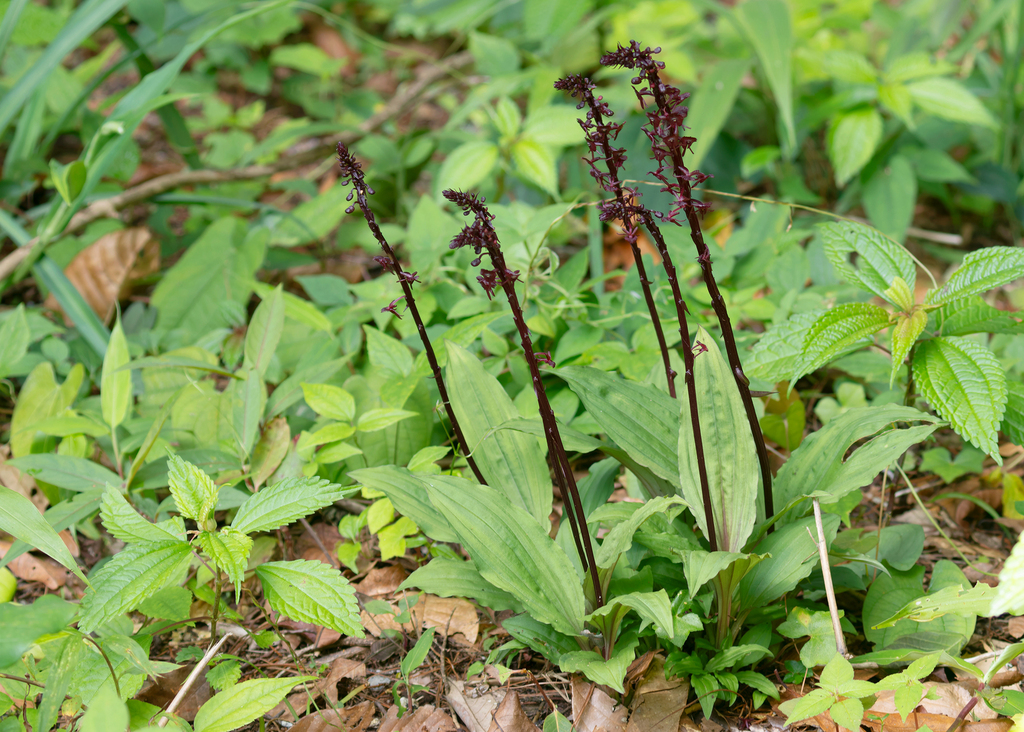 Crepidium orbiculare (Crepidium orbiculare)