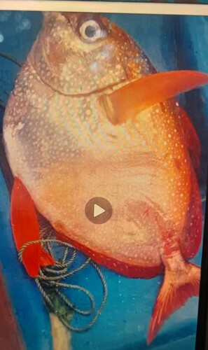 Arokura (Lampris guttatus) — Lampridae