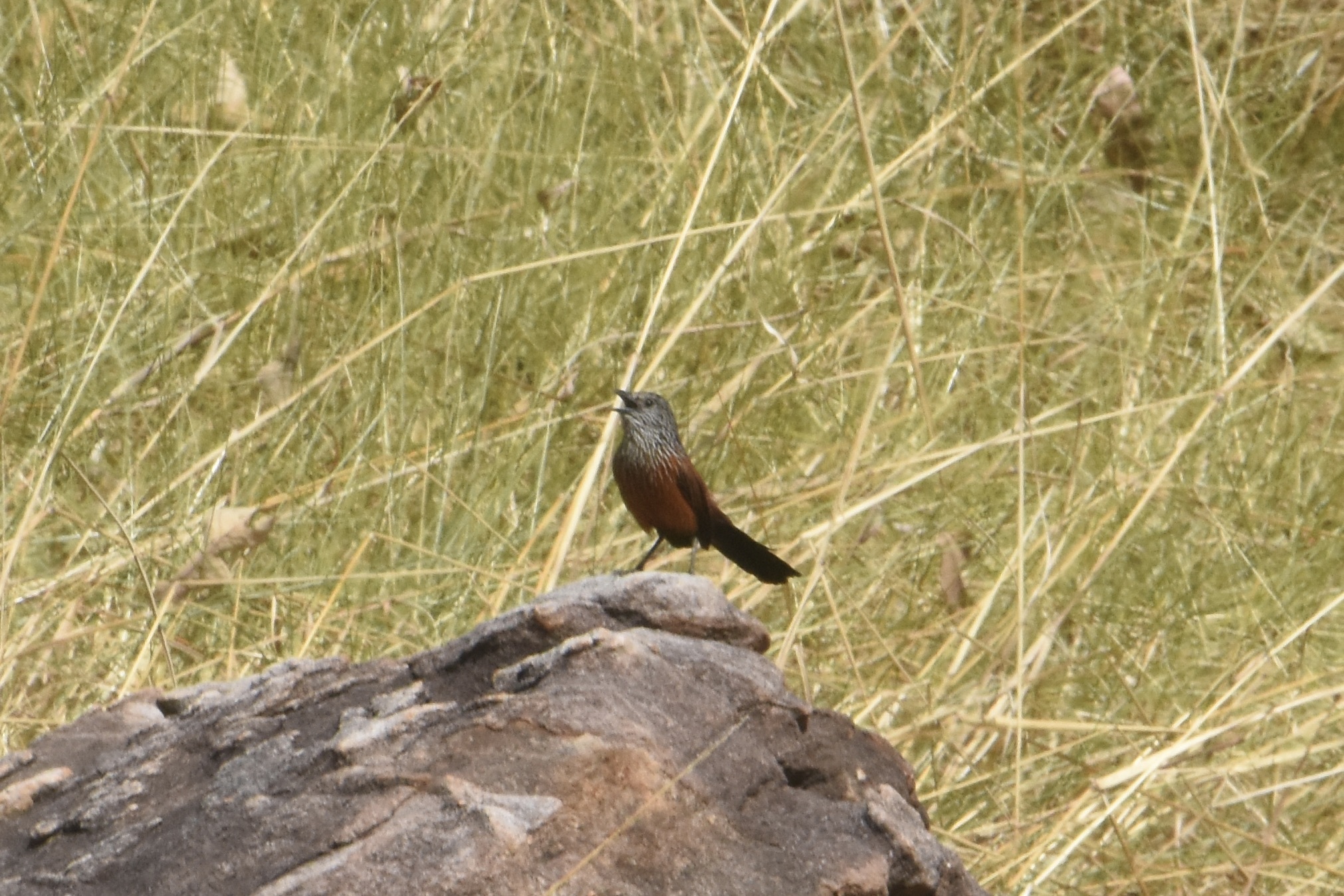 Black Grasswren (Amytornis housei), photo 1