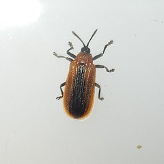 Odontota dorsalis