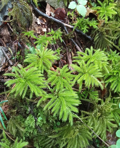 Japanese Tree Moss (Climacium japonicum)