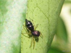 Cosmophasis