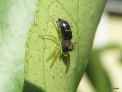 Cosmophasis