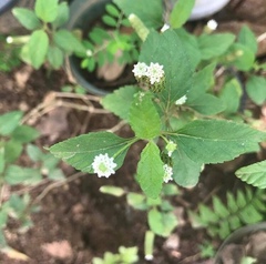 Lippia dulcis