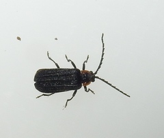 Eropterus