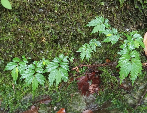 Elatostema involucratum, photograph 3