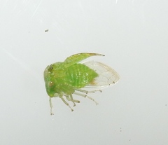 Smiliinae