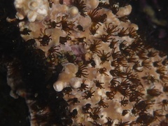 Dodecaceria concharum